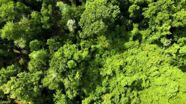 Slow Upward Circular Drifting Aerial Over The Great Dismal Swamp National Wildlife Refuge.  A Favorite Hunting Ground For Bow Hunters.