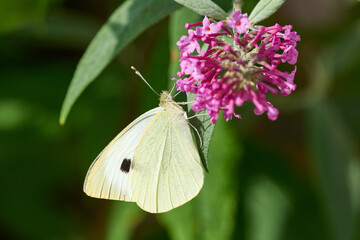 Kleiner Kohlweißling (Pieris rapae)