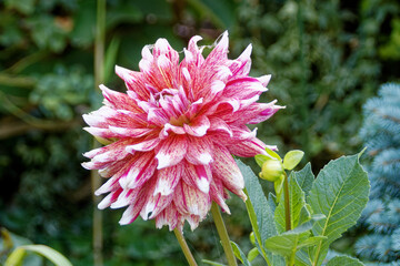 Fleur dahlia pink aster