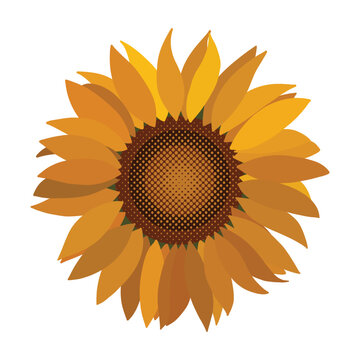 Hand drawn yellow sunflower vector isolated on white background.