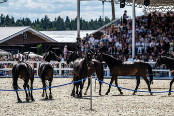 dark brown horses in a free state perform commands of people at an equestrian festival
