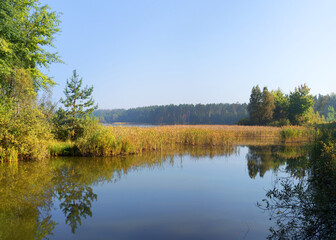 Fototapeta na wymiar Trees by the lake in forest