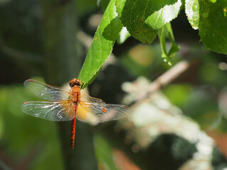 A large dragonfly basks in the summer sun, close-up, macro photo. A variety of wildlife, insects.