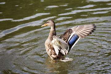 Mallard duck flapping wings and splashing in water. Female duck on a lake in summer