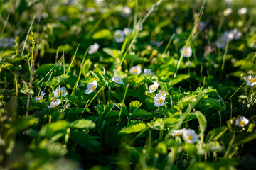 Blooming white flowers of wild strawberries on sunny summer day