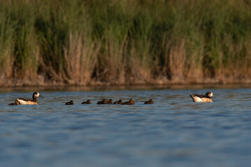 Southern wigeon, Anas sibilatrix, in marsh environment, La Pampa Province, Patagonia, Argentina.