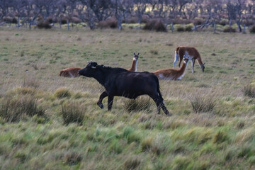 Water buffalo, Bubalus bubalis, species introduced in Argentina, La Pampa province, Patagonia.