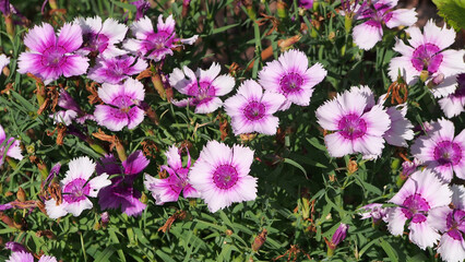 Chinese carnation, beautiful flowers close-up, macro photography. Tropical nature, close-up on a blurry background.