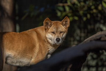 Close portrait of a ginger coloured Australian Dingo (Canis lupus dingo), which is related to the Singing Dog of New Guinea, looking at camera with bokeh background.
