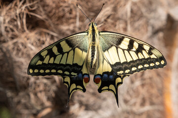 Schöner Schmetterling vor dem Abflug - Schwalbenschwanz