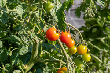 Tomaten im Garten