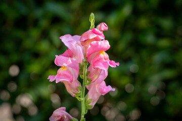 Obraz premium Löwenblume