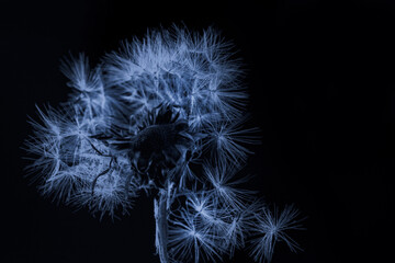 Real pretty white fluffy dandelion