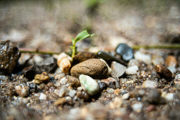 Small pebbles were washed by the water and landed on the banks of the river.