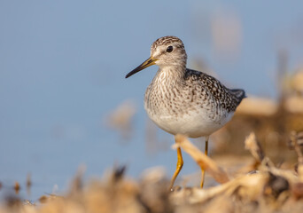 Wood Sandpiper  - Tringa glareola - in spring on the migration way