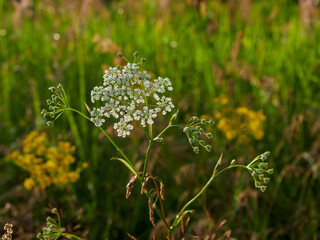 Green grass texture background, Green lawn, Backyard background, Grass texture, Green lawn desktop picture, Park lawn texture.