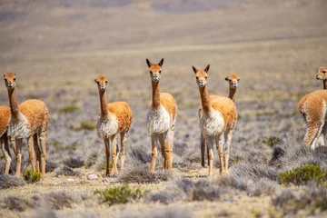 Fotobehang Vicuñas en la Reserva Nacional de Salinas y Aguada Blanca © Helard