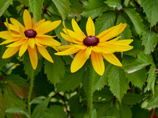 Bright yellow rudbeckia or Black Eyed Susan flowers in the garden
