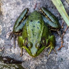 A Toad Sits on a Rock One Early Summer Morning in High Park, Toronto