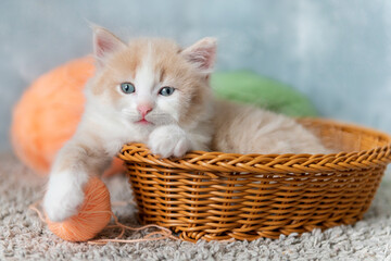 Fototapeta na wymiar cute ginger fluffy kitten bed in a basket plays with a ball looks at the camera close-up. High quality photo