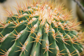 A houseplant. A large prickly cactus in the shape of a ball close-up.The texture of rows of thorns. Natural background.