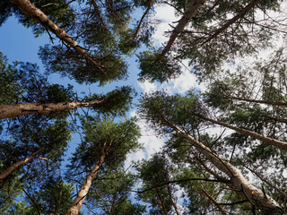 Summer nature Transbaikal Territory Russian Federation