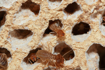 large termites  with walking on a termite nest ,close up