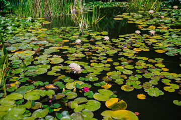 Beautiful pink water lilies in sunlight on a green background of nature, wild forest. A water lily blooming in a pond is surrounded by leaves. The lotus flower. Decoration in the park.