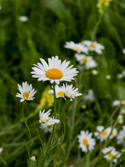 Fototapeta premium Chamomile flower field. Camomile in the nature. Field of camomiles at sunny day at nature. Camomile daisy flowers in summer day. Chamomile flowers field wide background in sun light