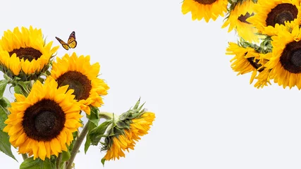 Poster Sunflower flowers on a white background. Isolate © Nataliya Schmidt
