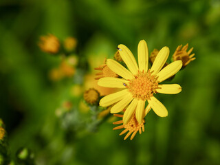 Bright yellow rudbeckia or Black Eyed Susan flowers in the garden