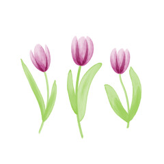 Three watercolor tulips, a group of purple spring flowers