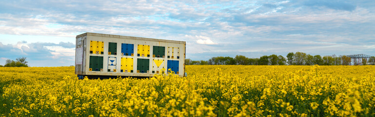 Beehive trailer in blooming rapeseed field