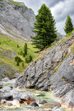Siberian cedar grows on steep slope of rock above mountain river