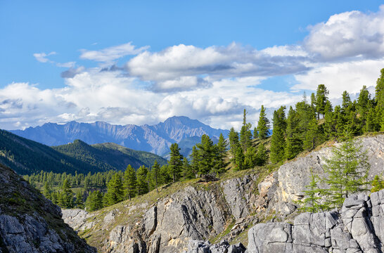 Mountain slope overgrown with Siberian cedars on beautiful summer day