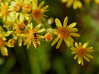 Bright yellow rudbeckia or Black Eyed Susan flowers in the garden
