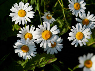 Obraz premium Chamomile flower field. Camomile in the nature. Field of camomiles at sunny day at nature. Camomile daisy flowers in summer day. Chamomile flowers field wide background in sun light
