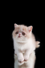A cute red kitten of an exotic shorthair Persian breed sits on a dark background. The kitten is playing with its reflection