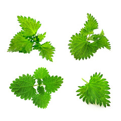 Set of four bushes nettle leaves on a white background