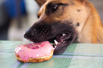 Adorable German Shepherd dog steals a sweet pink donut from the table. Dog and sweet. Animal diet....