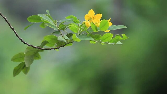 Senna Alexandrina blowing in the wind | also known under the names Egyptian senna, Tinnevelly senna, East Indian senna or the French s&eacute;n&eacute; de la palthe