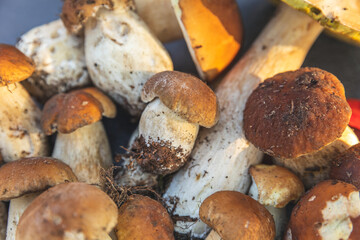 Autumn fall composition. Raw edible mushrooms Penny Bun on dark black stone shale background. Ceps over gray table. Cooking delicious organic mushroom gourmet food. Flat lay top view