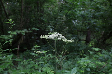 Wild angelica flowers in the summer forest