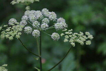 Wild angelica flowers in the summer forest