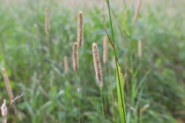 Timothy in the summer meadow 