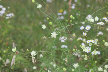 Cream pincushions flowers in the summer meadow 