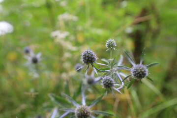 Blue eryngo in the summer meadow 