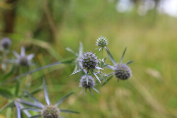 Blue eryngo in the summer meadow 