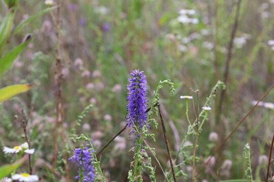 Veronica spicata flowers in the summer meadow 