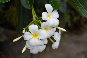 Frangipani flowers in the garden.